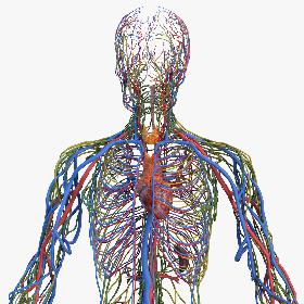 Male Cardiovascular Lymphaticand and Nervous Systems 3D model